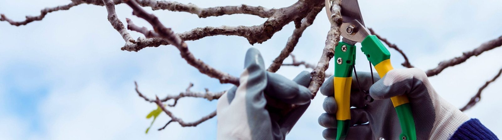 man-cutting-dried-branches-1-scaled